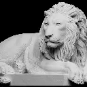 720X720-lion2.webp